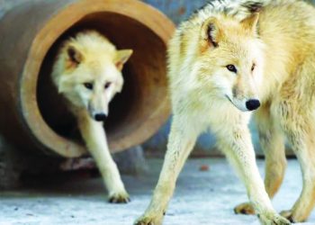 استنساخ أنثى الذئب القطبي «مايا»