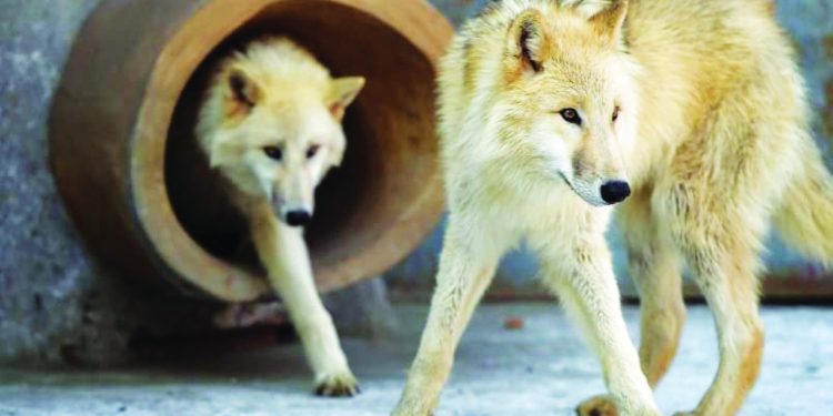 استنساخ أنثى الذئب القطبي «مايا»