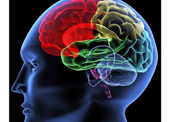 دراسة تكشف أثر الطبيعة في دماغ الإنسان