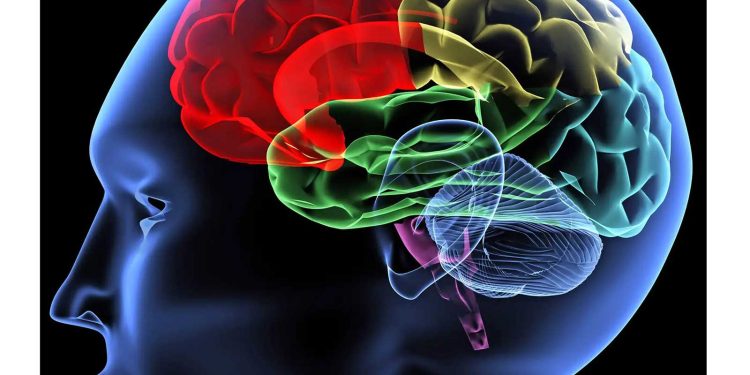 دراسة تكشف أثر الطبيعة في دماغ الإنسان