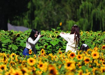 بهجة «دوار الشمس»