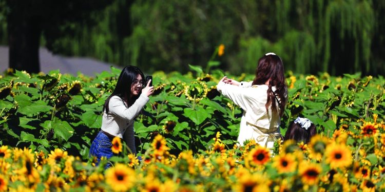 بهجة «دوار الشمس»