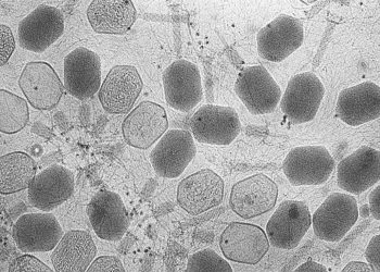 دراسة تكشف قدرة الفيروسات على التجسس