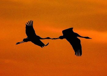 الطيور المهاجرة