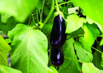 قشر الباذنجان يعزز صحة القلب