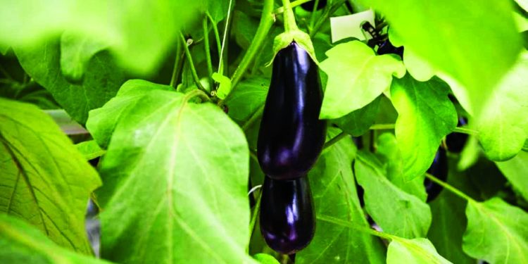 قشر الباذنجان يعزز صحة القلب