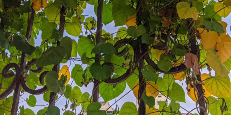 فرصة لهطل زخات من المطر فوق المناطق الشمالية والساحلية