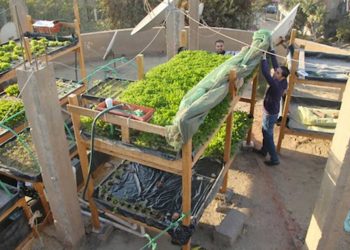 سوريون يزرعون أسطح المباني في مصر لكسب الرزق