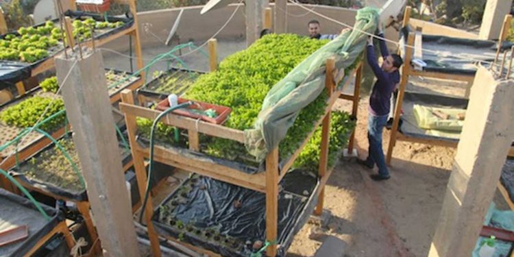 سوريون يزرعون أسطح المباني في مصر لكسب الرزق