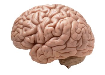 الأدمغة المحتوية على هذا الفيتامين .. تعمل بشكل أفضل