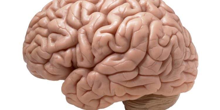 الأدمغة المحتوية على هذا الفيتامين .. تعمل بشكل أفضل