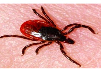 العلماء يكتشفون سر مرض تسببه حشرة القراد