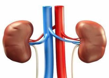 اكتشاف سر تكون حصى الكلى