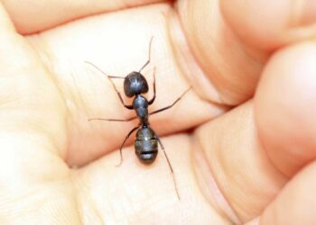 طريقة فعّالة لرصد مرض السرطان بواسطة النمل