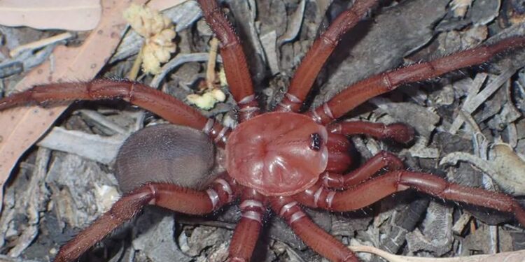 عنكبوت “الباب المسحور”.. اكتشاف نوع نادر و”عملاق”