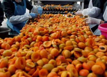 هل يفيد تناول المشمش مرضى القلب حقا؟ طبيبة تجيب