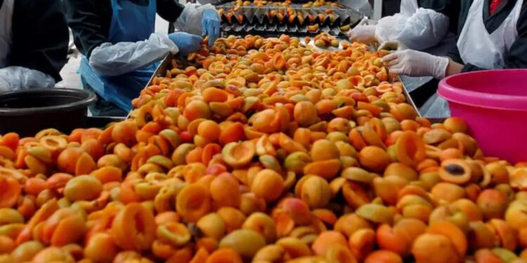 هل يفيد تناول المشمش مرضى القلب حقا؟ طبيبة تجيب