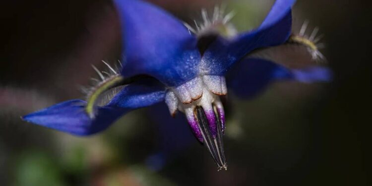 دواء مبتكر مضاد للأورام .. «عشبة الفقراء» تعالج السرطان بنسبة 70%