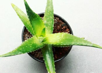 فوائد نبات الالوفيرا صيدلية للنساء