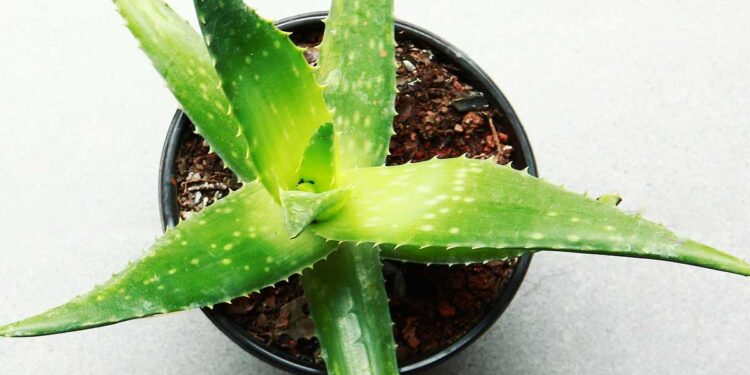 فوائد نبات الالوفيرا صيدلية للنساء